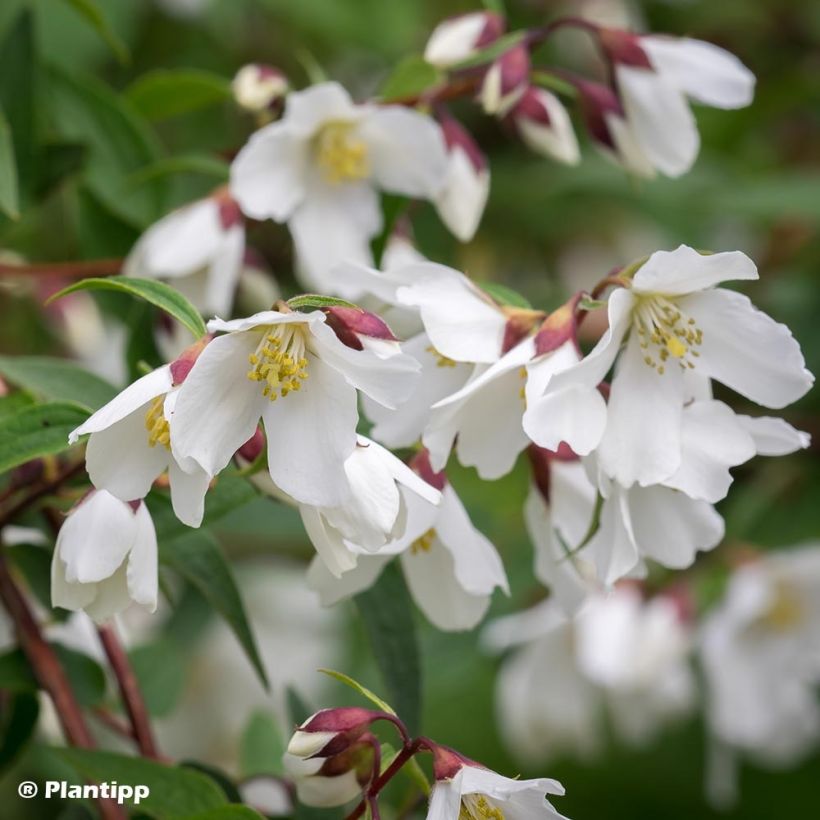 Philadelphus Dainty Lady - Boerenjasmijn (Flowering)