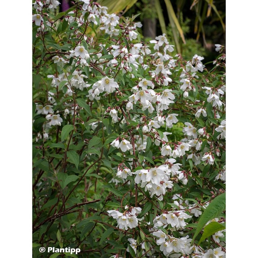 Philadelphus Dainty Lady - Boerenjasmijn (Plant habit)
