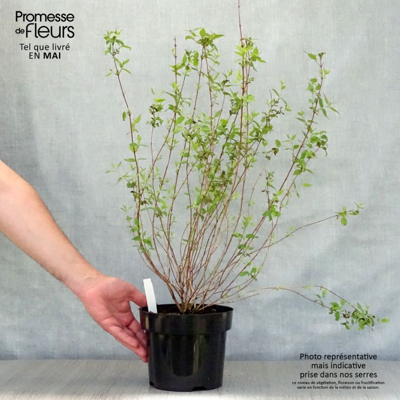 Exemplaar van Philadelphus Dame Blanche - Boerenjasmijn Pot van 3 l/4 l zoals geleverd in de lente