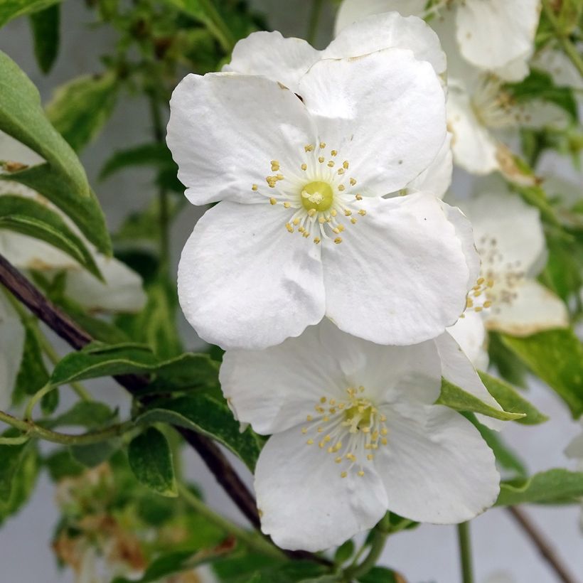 Philadelphus Innocence - Boerenjasmijn (Flowering)