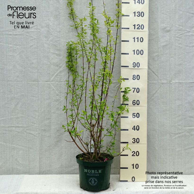 Example of Seringat des Jardins - Philadelphus Innocence Pot van 7,5 l/10 l as you get in printemps