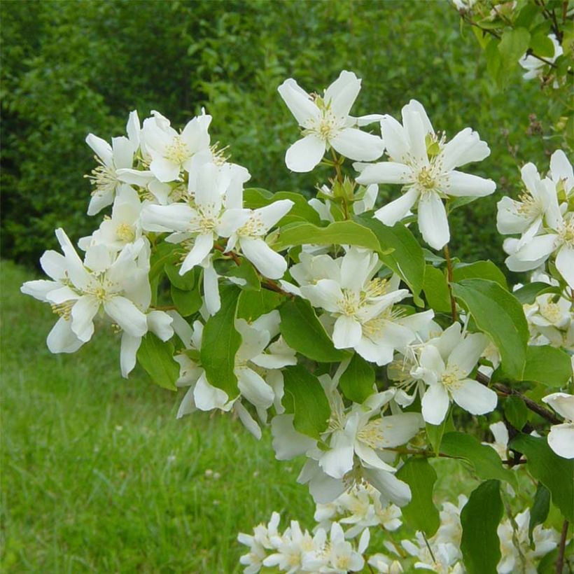 Philadelphus lemoinei - Boerenjasmijn (Flowering)