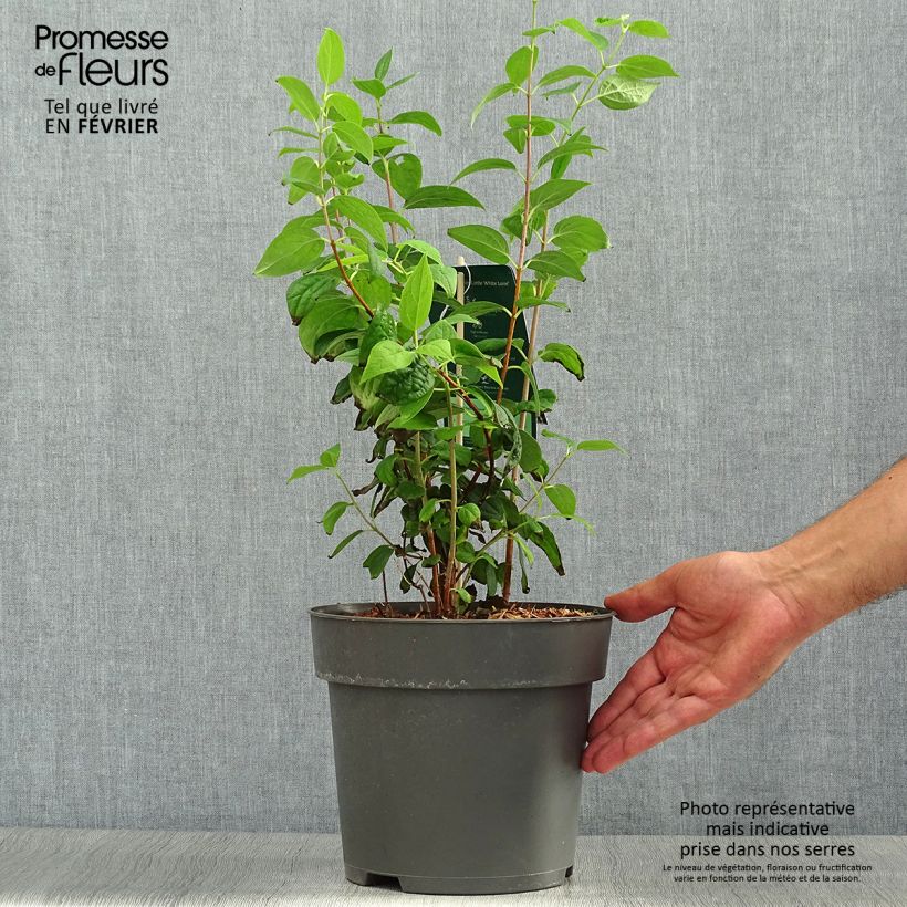 Exemplaar van Philadelphus Little White Love - Boerenjasmijn Pot van 2 l/3 l zoals geleverd in de herfst