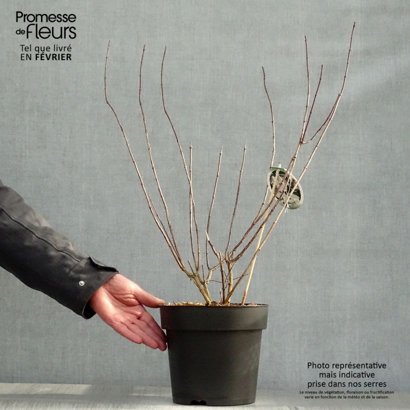 Example of Philadelphus Little White Love - Boerenjasmijn Pot van 2 l/3 l as you get in hiver