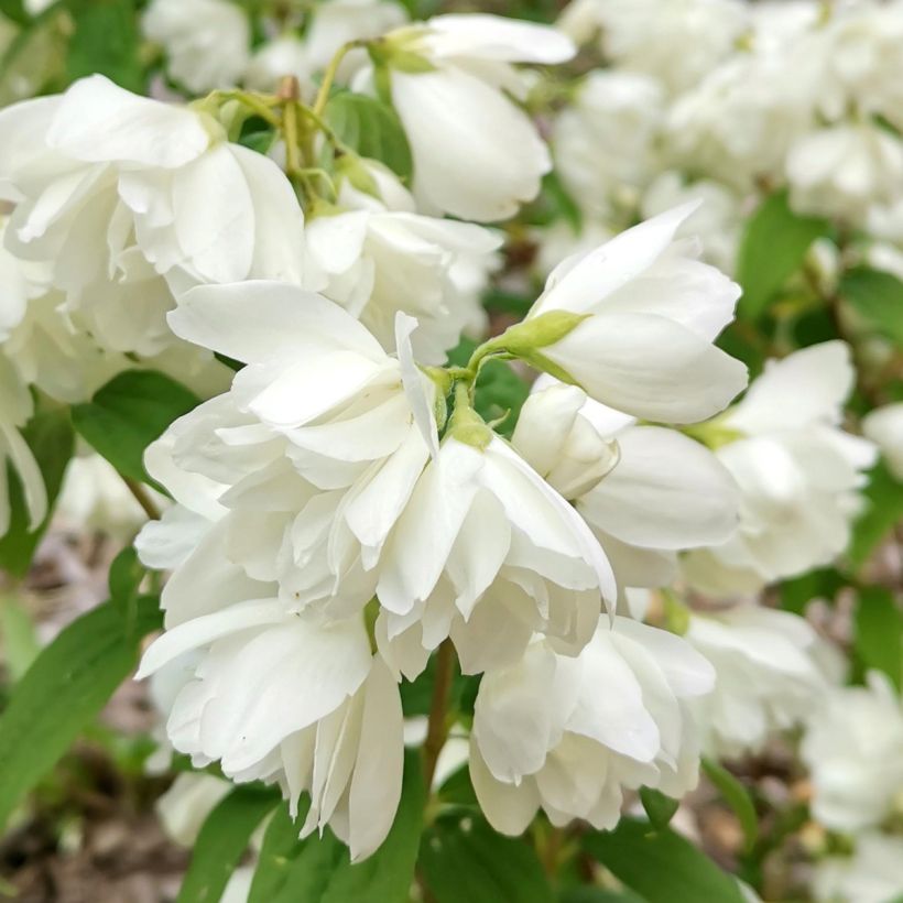 Philadelphus Little White Love - Boerenjasmijn (Bloei)