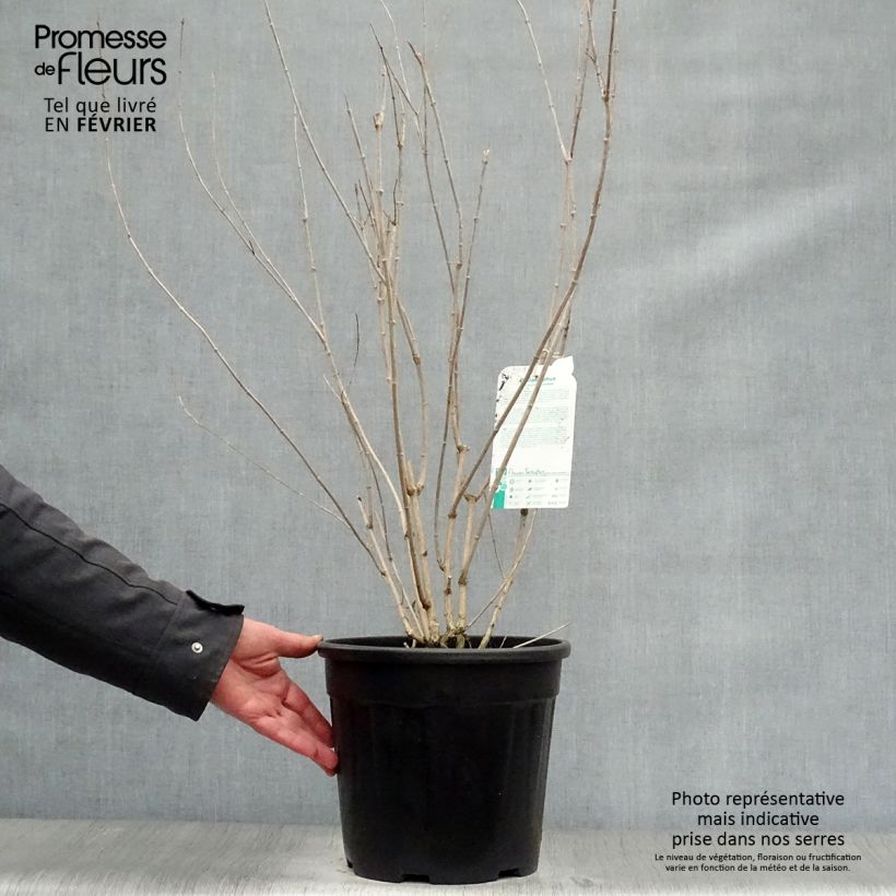 Example of Seringat Minnesota Snowflake - Philadelphus virginalis Pot van 7,5 l/10 l as you get in hiver