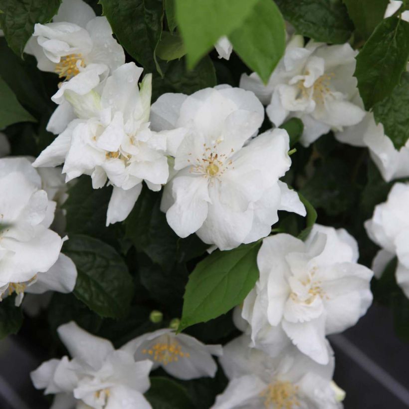 Philadelphus Natchez - Boerenjasmijn (Flowering)