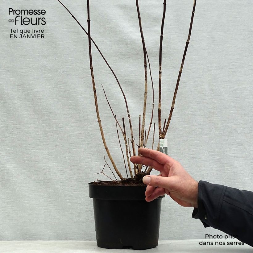 Example of Seringat des jardins - Philadelphus Starbright Pot van 3 l/4 l as you get in hiver