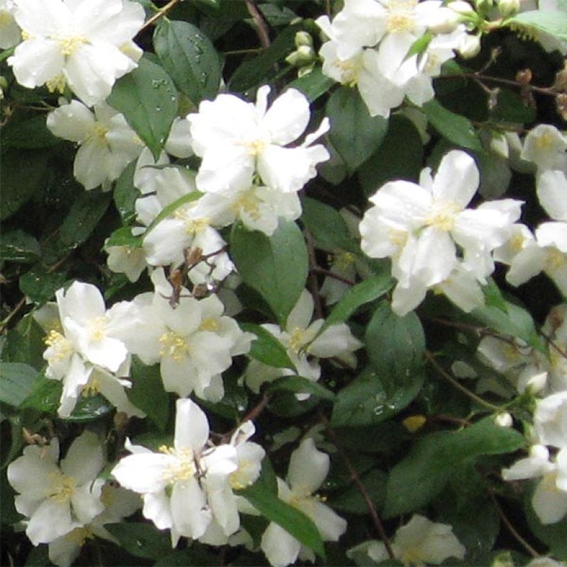 Philadelphus Virginal - Boerenjasmijn (Flowering)