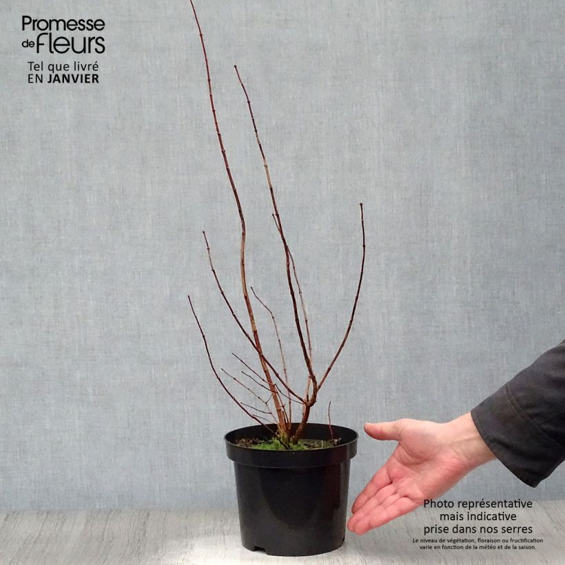 Example of Philadelphus Virginal - Boerenjasmijn Pot van 3 l/4 l as you get in hiver