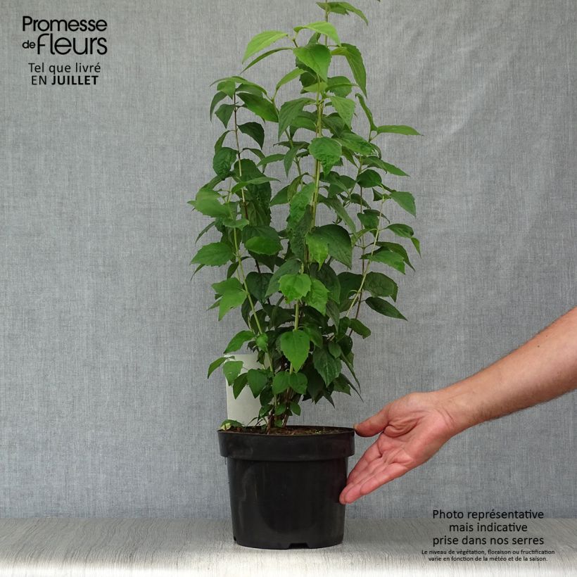 Exemplaar van Philadelphus Virginal - Boerenjasmijn Pot van 3 l/4 l zoals geleverd in de zomer