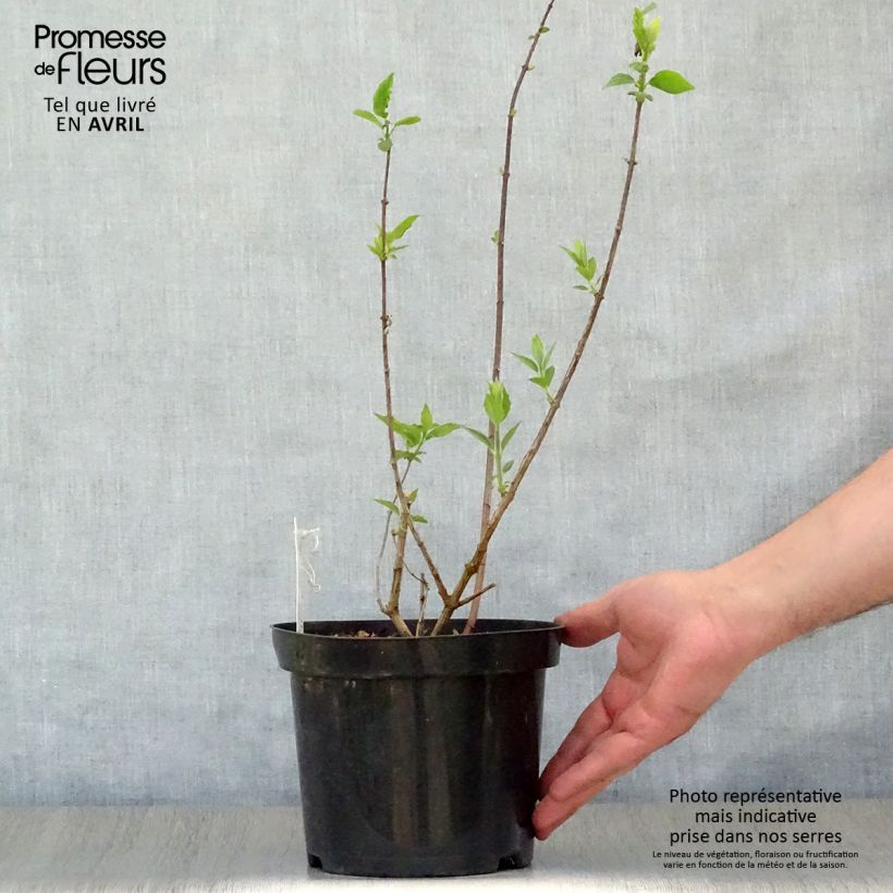 Exemplaar van Philadelphus Virginal - Boerenjasmijn Pot van 3 l/4 l zoals geleverd in de lente