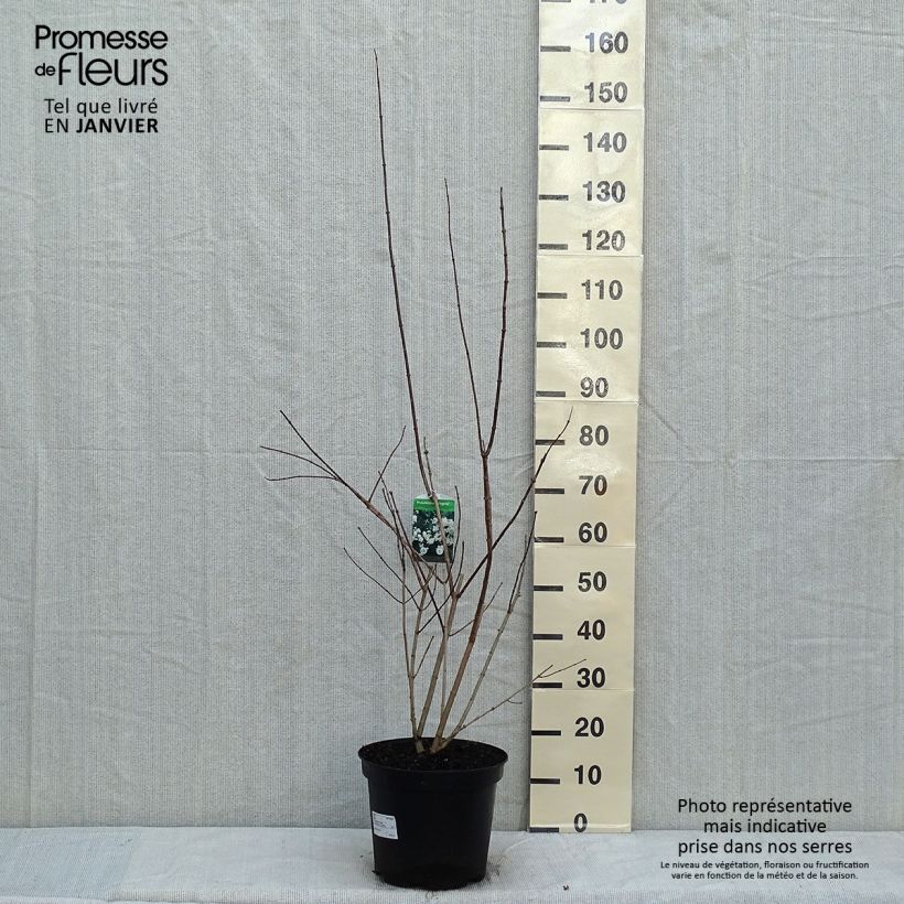 Example of Philadelphus Virginal - Boerenjasmijn Pot van 7,5 l/10 l as you get in hiver