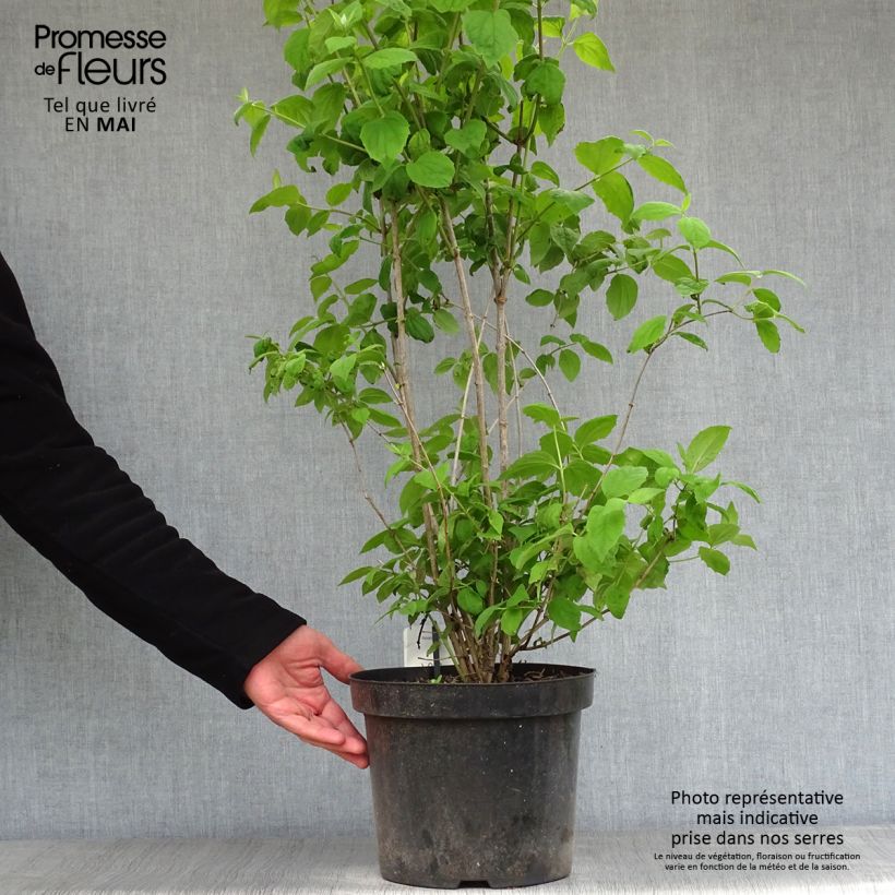 Exemplaar van Philadelphus Virginal - Boerenjasmijn Pot van 7,5 l/10 l zoals geleverd in de lente