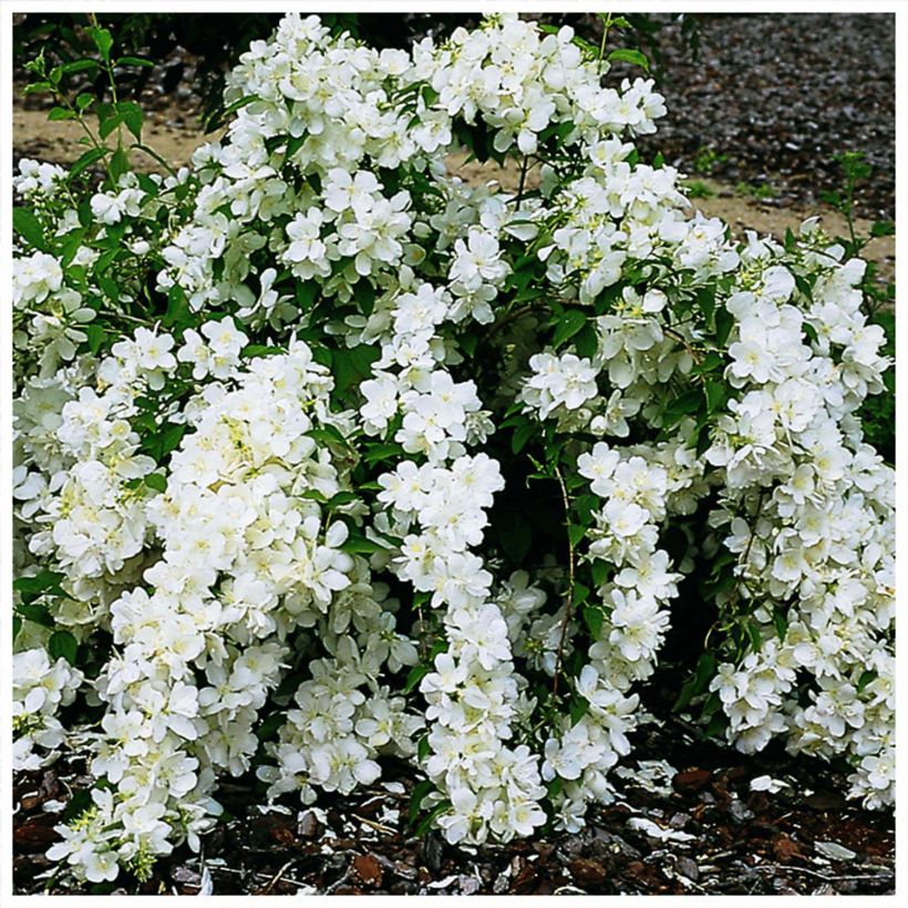 Philadelphus White Rock - Boerenjasmijn (Flowering)