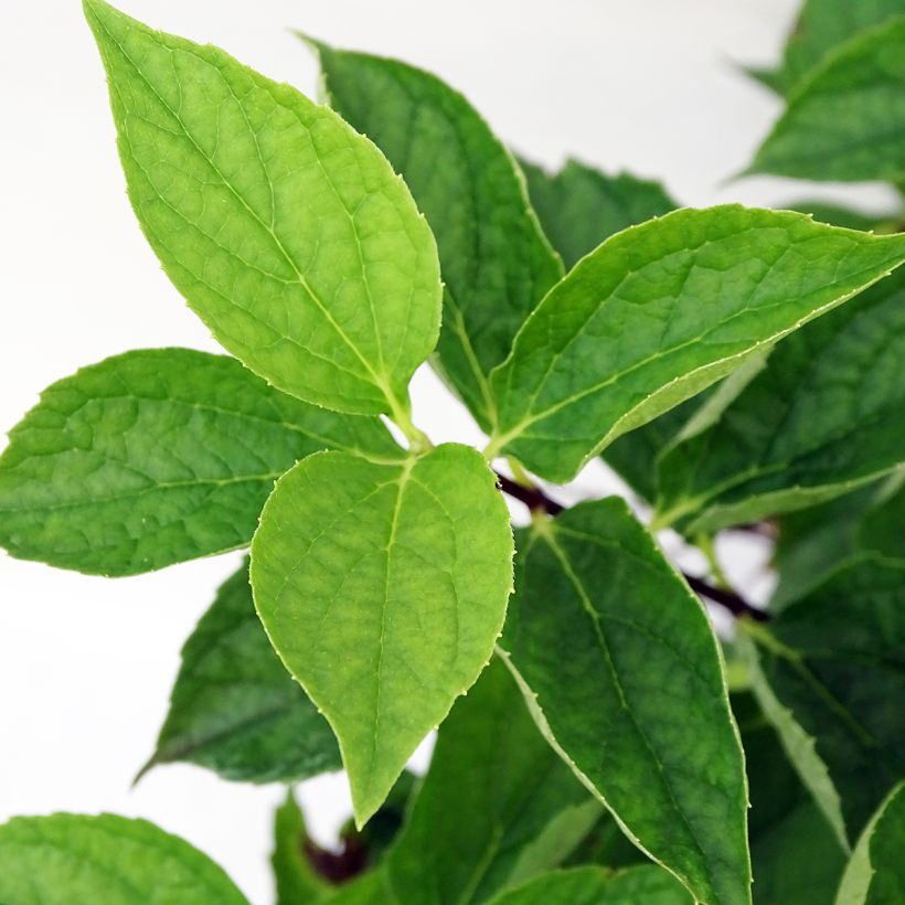 Philadelphus coronarius - Boerenjasmijn (Foliage)