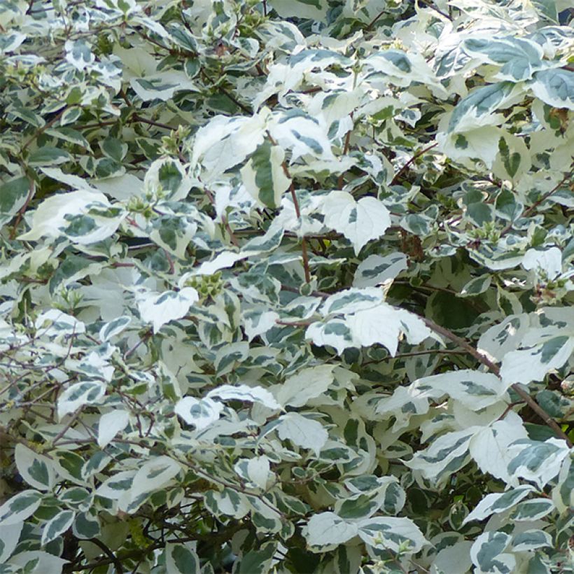 Philadelphus coronarius Variegatus - Boerenjasmijn (Foliage)