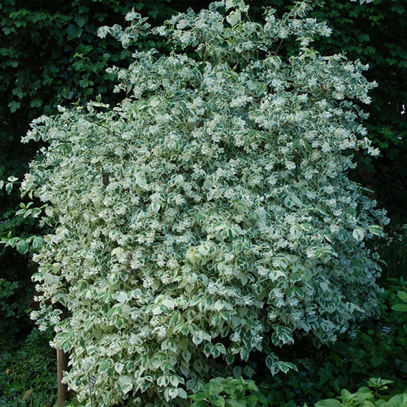 Philadelphus coronarius Variegatus - Boerenjasmijn (Plant habit)