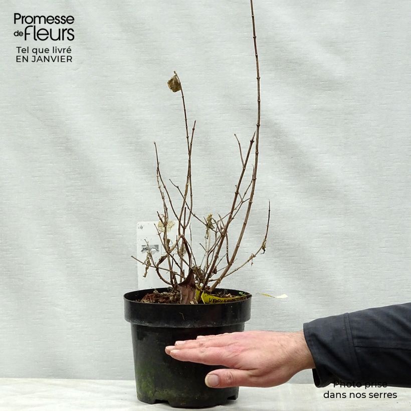 Example of Seringat des jardins - Philadelphus coronarius Variegatus Pot van 3 l/4 l as you get in hiver