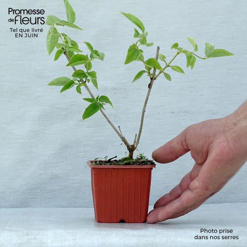 Exemplaar van Philadelphus coronarius - Boerenjasmijn Kweekpotje van 8/9 cm zoals geleverd in de zomer