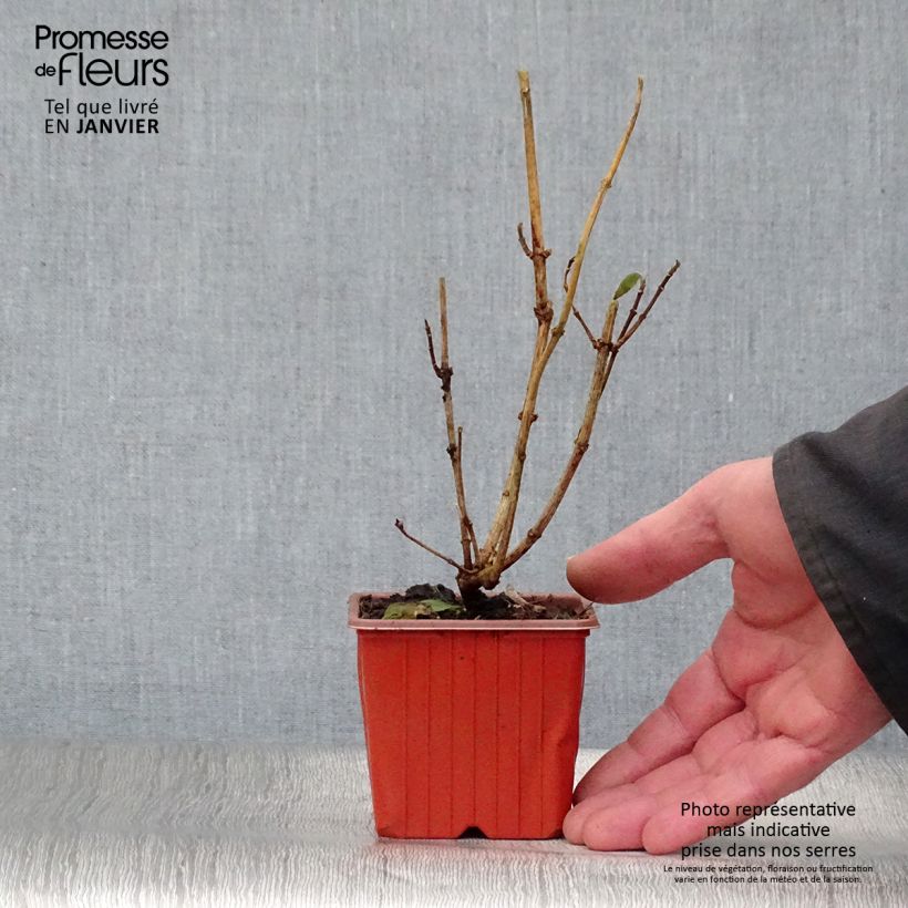 Example of Philadelphus coronarius - Boerenjasmijn Kweekpotje van 8/9 cm as you get in hiver