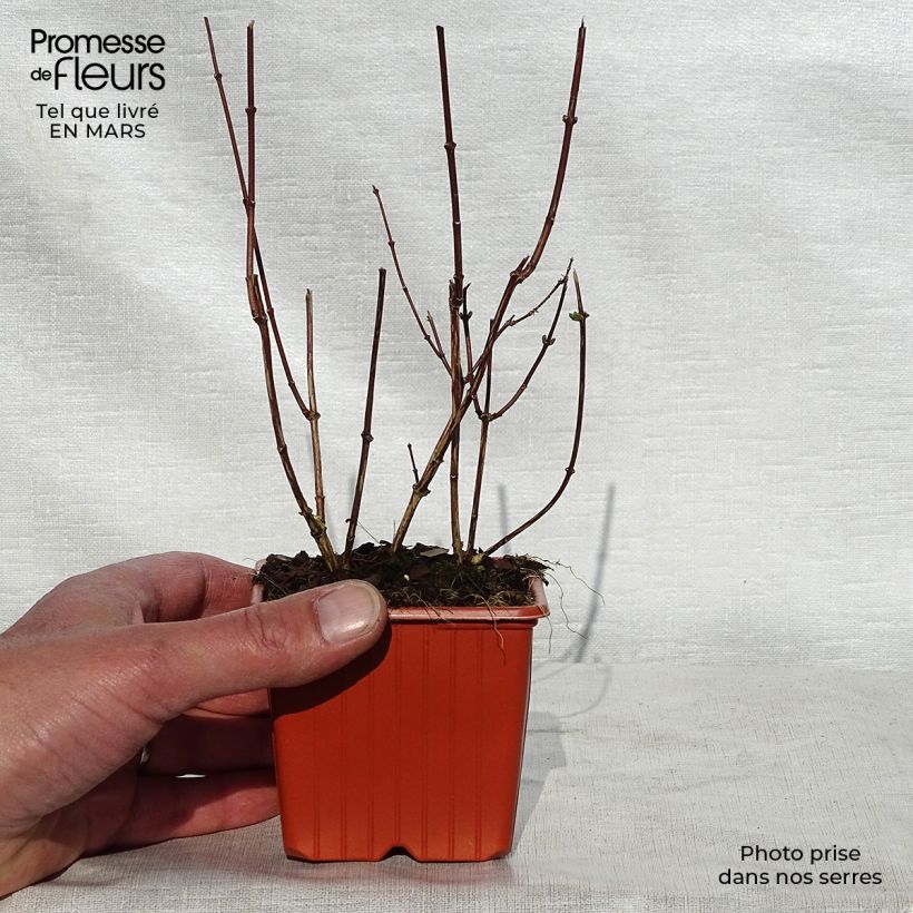 Exemplaar van Philadelphus coronarius - Boerenjasmijn Kweekpotje van 8/9 cm zoals geleverd in de lente