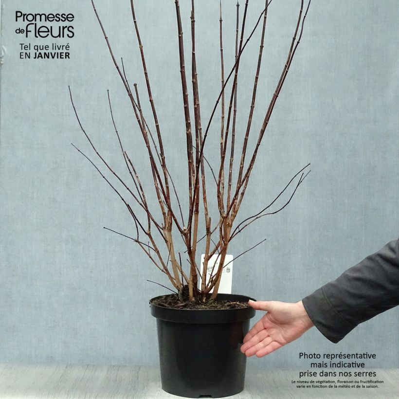 Example of Philadelphus coronarius - Boerenjasmijn Pot van 4 l/5 l as you get in hiver