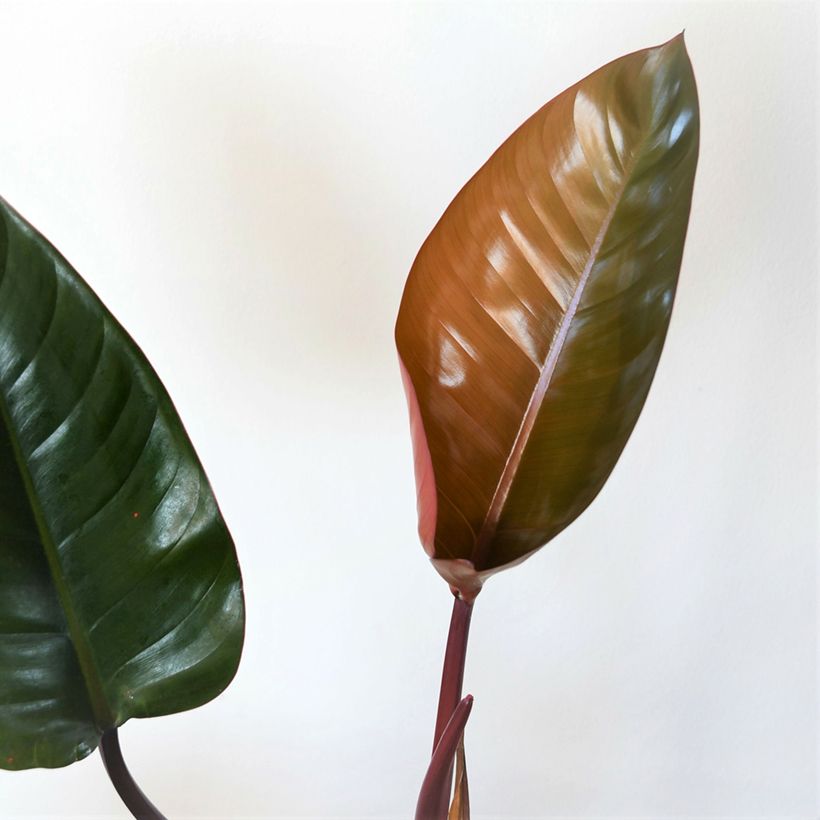 Philodendron Red Congo (Blad)