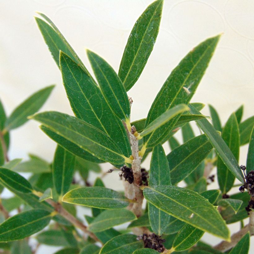 Phillyrea angustifolia - Steenlinde (Foliage)