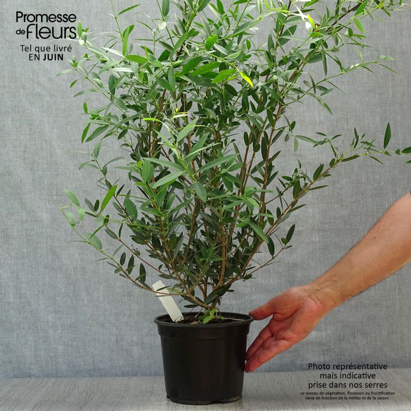 Exemplaar van Phillyrea angustifolia - Steenlinde Pot van 2 l/3 l zoals geleverd in de zomer