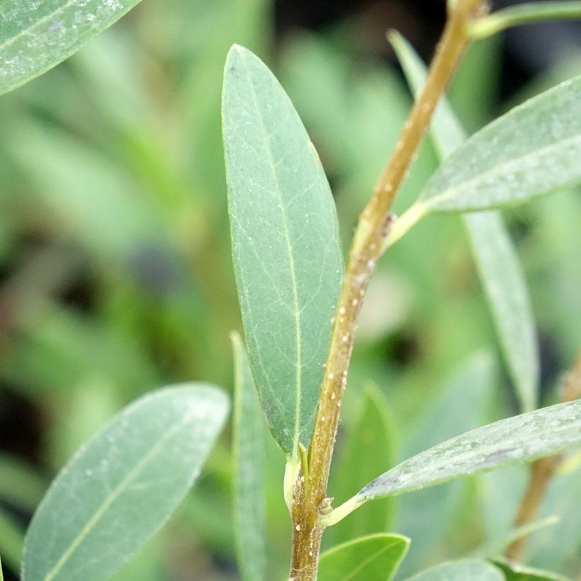Phillyrea angustifolia Green Up - Steenlinde (Blad)