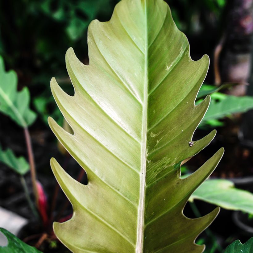Philodendron Caramel Pluto (Blad)