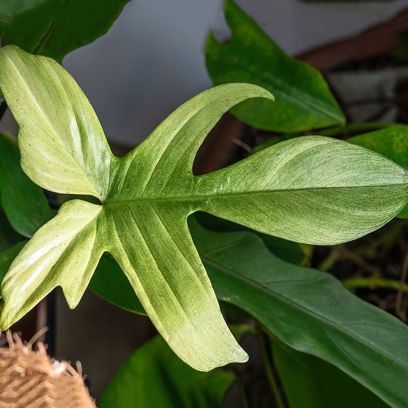 Philodendron Florida Ghost (Blad)