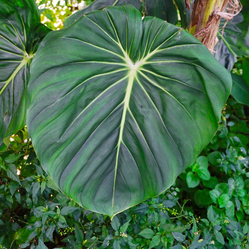 Philodendron gloriosum (Blad)