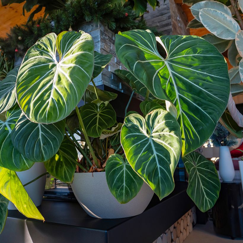Philodendron gloriosum (Groeiplaats)