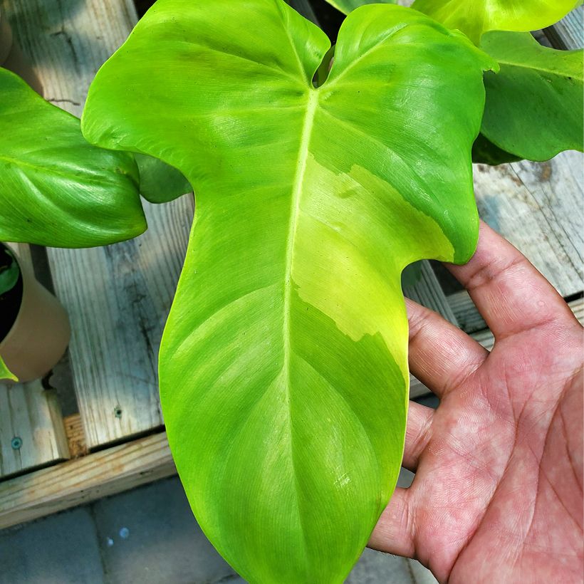 Philodendron Golden Violin (Blad)