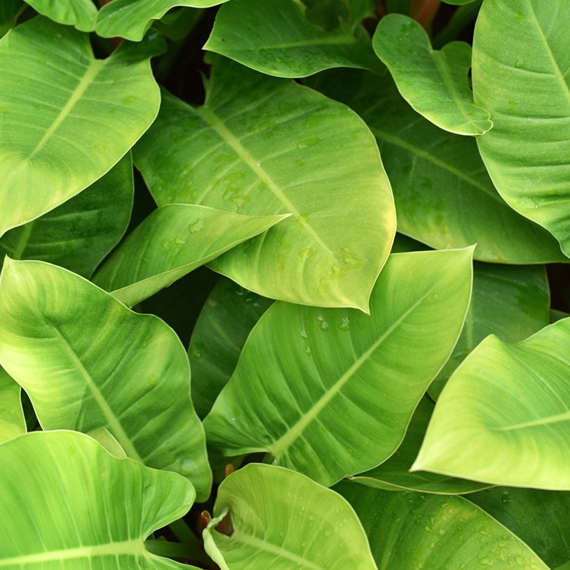 Philodendron Imperial Green (Blad)
