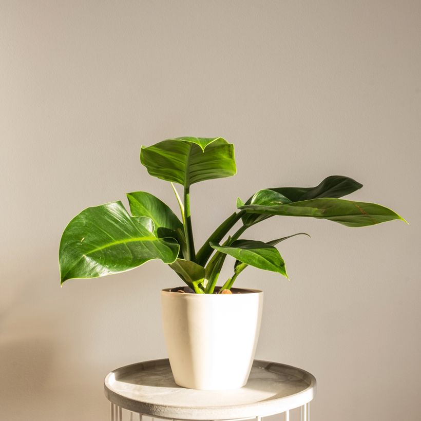 Philodendron Imperial Green (Groeiplaats)