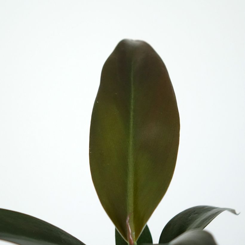 Philodendron Imperial Red (Blad)