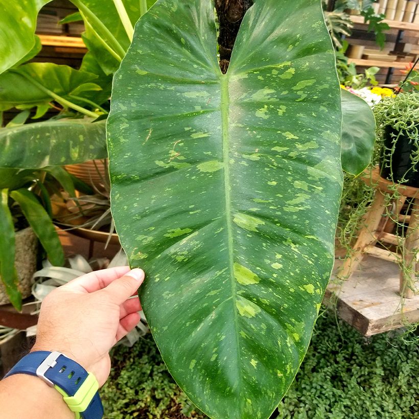 Philodendron Jose Buono (Blad)