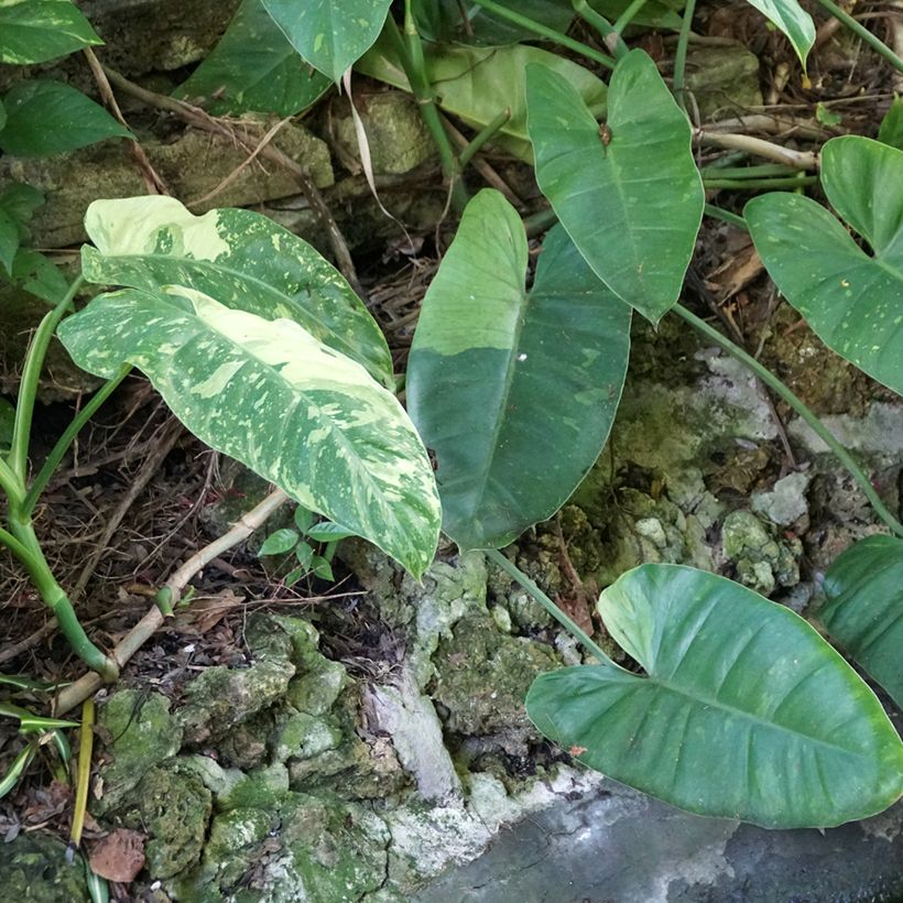 Philodendron Jose Buono (Groeiplaats)