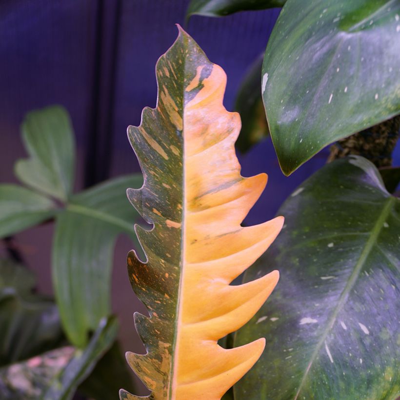 Philodendron Narrow Ring of Fire (Blad)