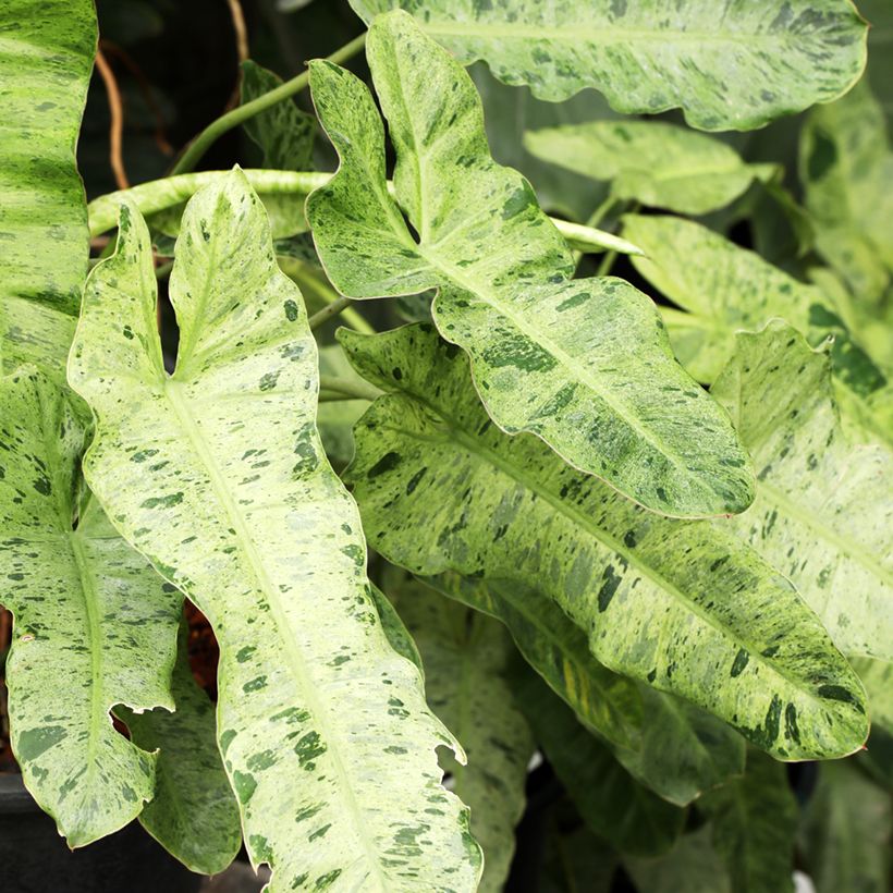 Philodendron Paraiso Verde (Blad)