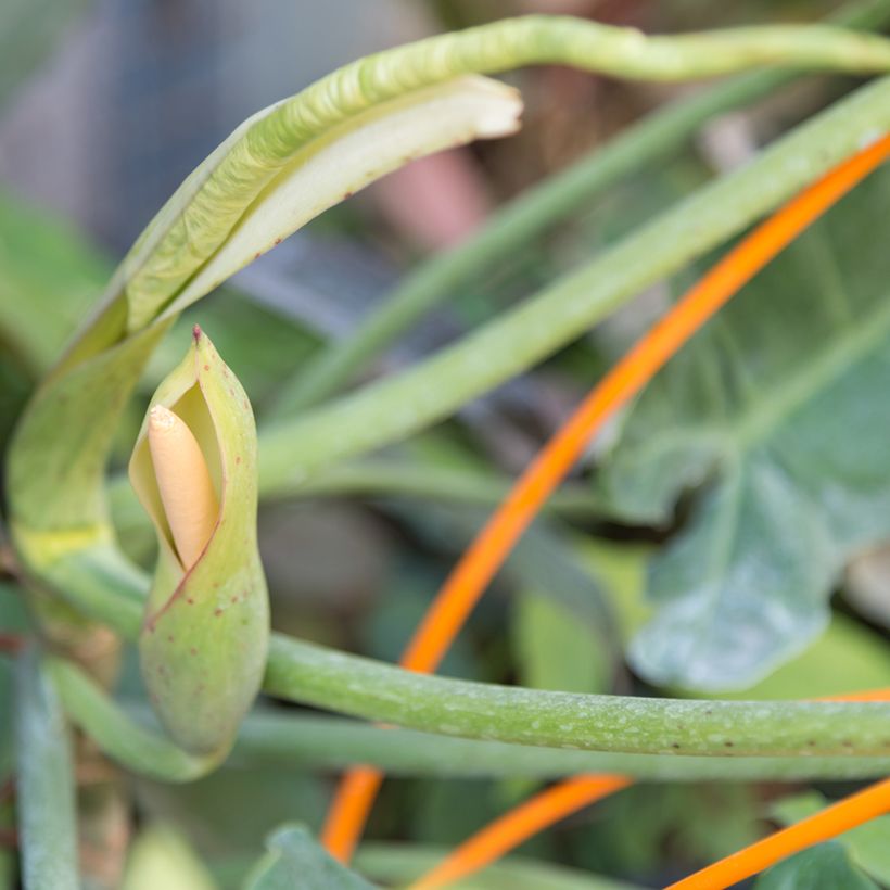 Philodendron Paraiso Verde (Bloei)