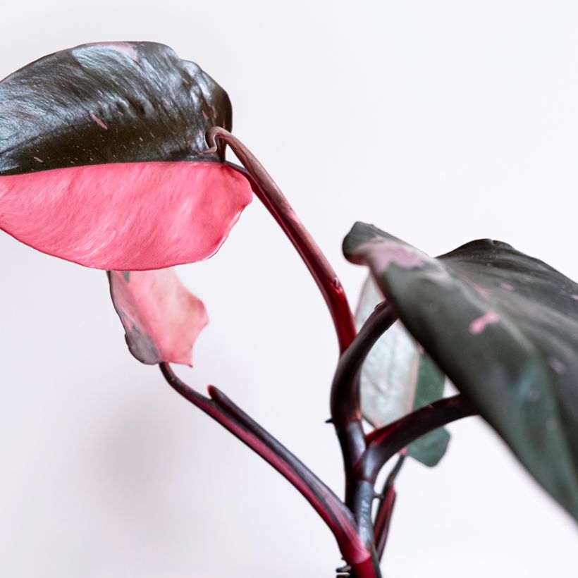 Philodendron Pink Marble (Blad)