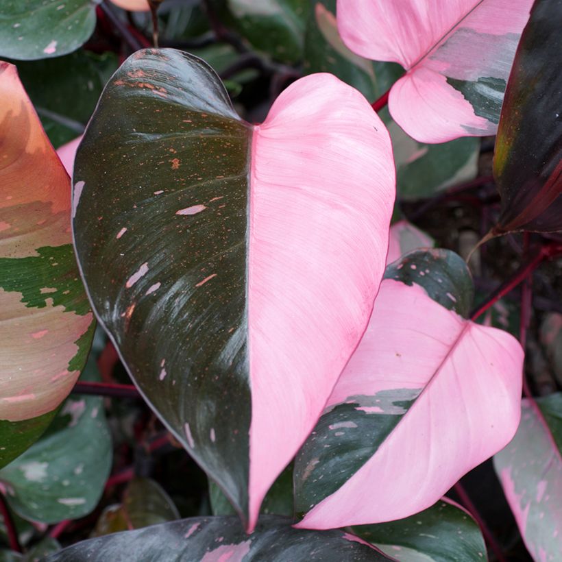 Philodendron Pink Princess (Blad)