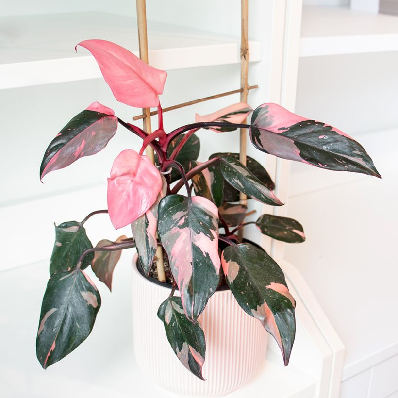 Philodendron Pink Princess (Groeiplaats)