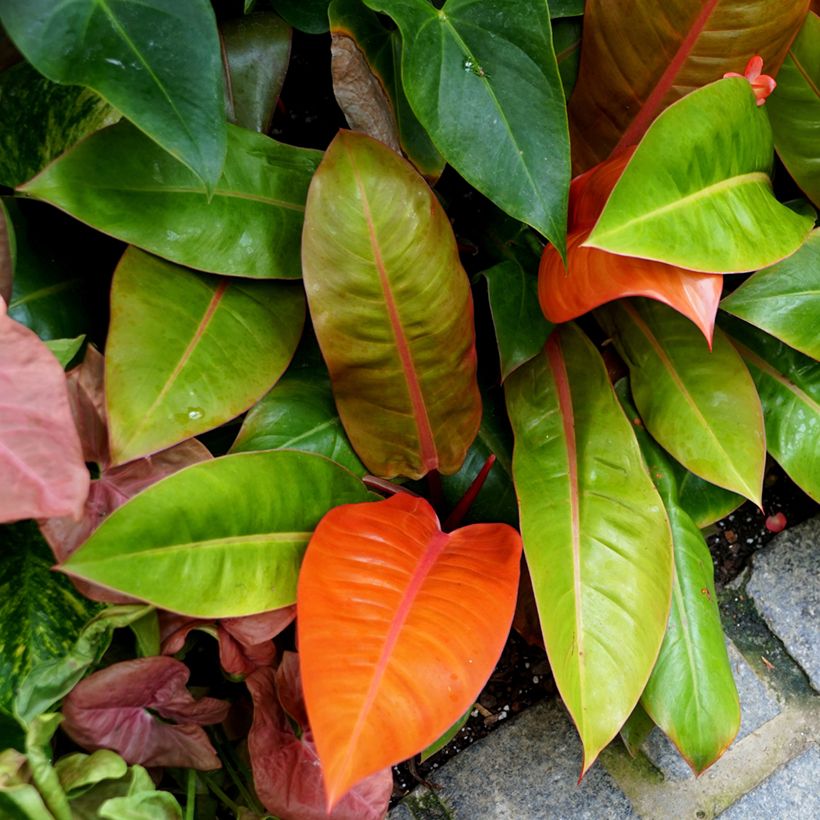 Philodendron Prince of Orange (Groeiplaats)