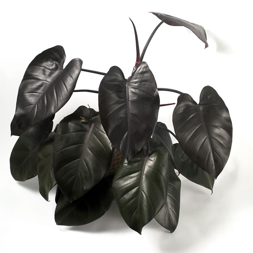 Philodendron Royal Queen (Groeiplaats)