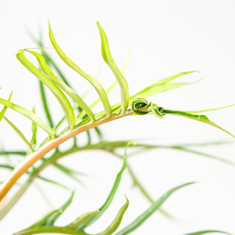 Philodendron tortum (Blad)